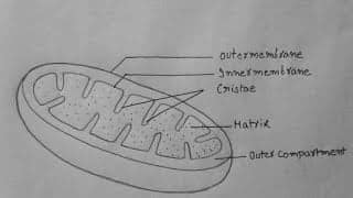 Why Are Mitochondria Semi Autonomous?