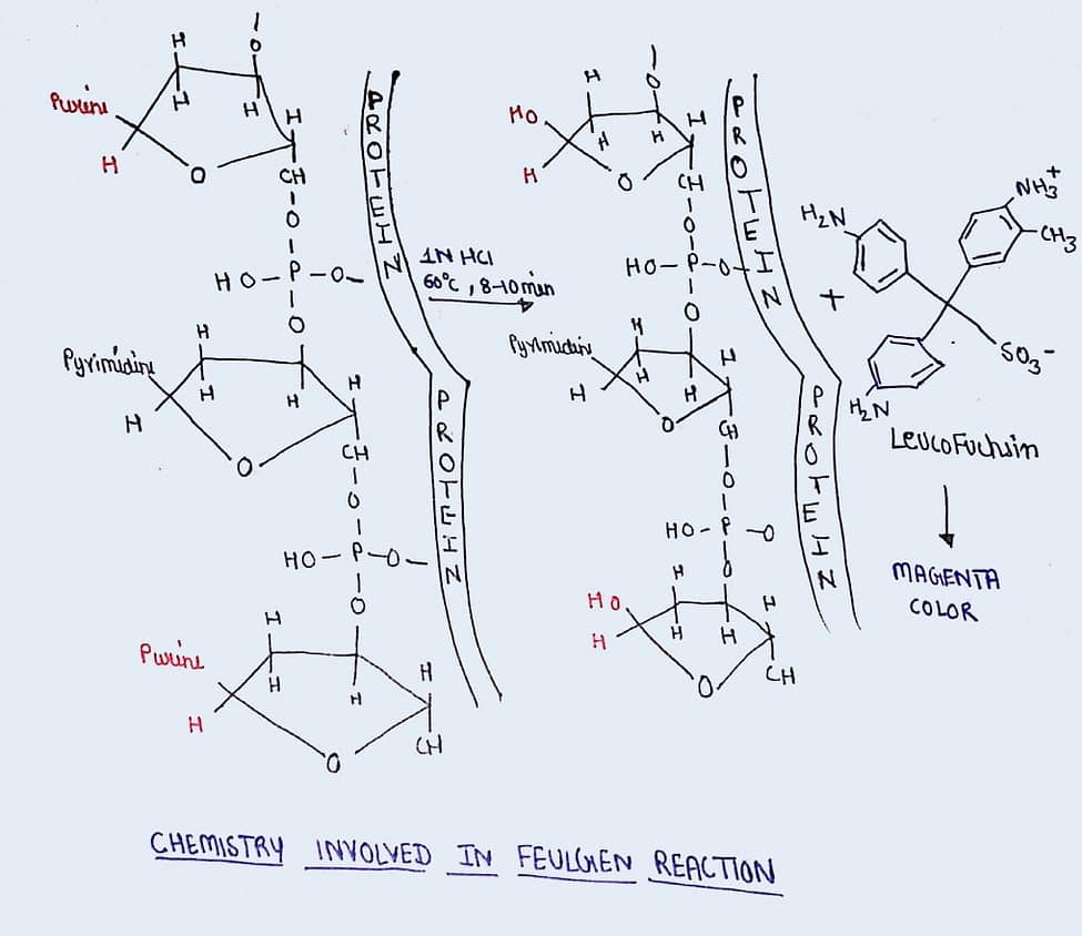 Figure Showing Feulgen Reaction