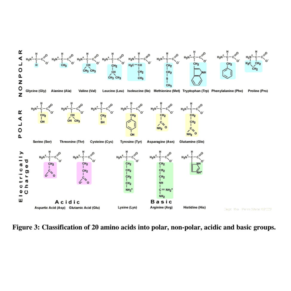 CYTOCHEMICAL DEMONSTRATION OF TOTAL PROTEINS BY MERCURIC BROMOPHENOL BLUE. Classification of 20 amino Acids.