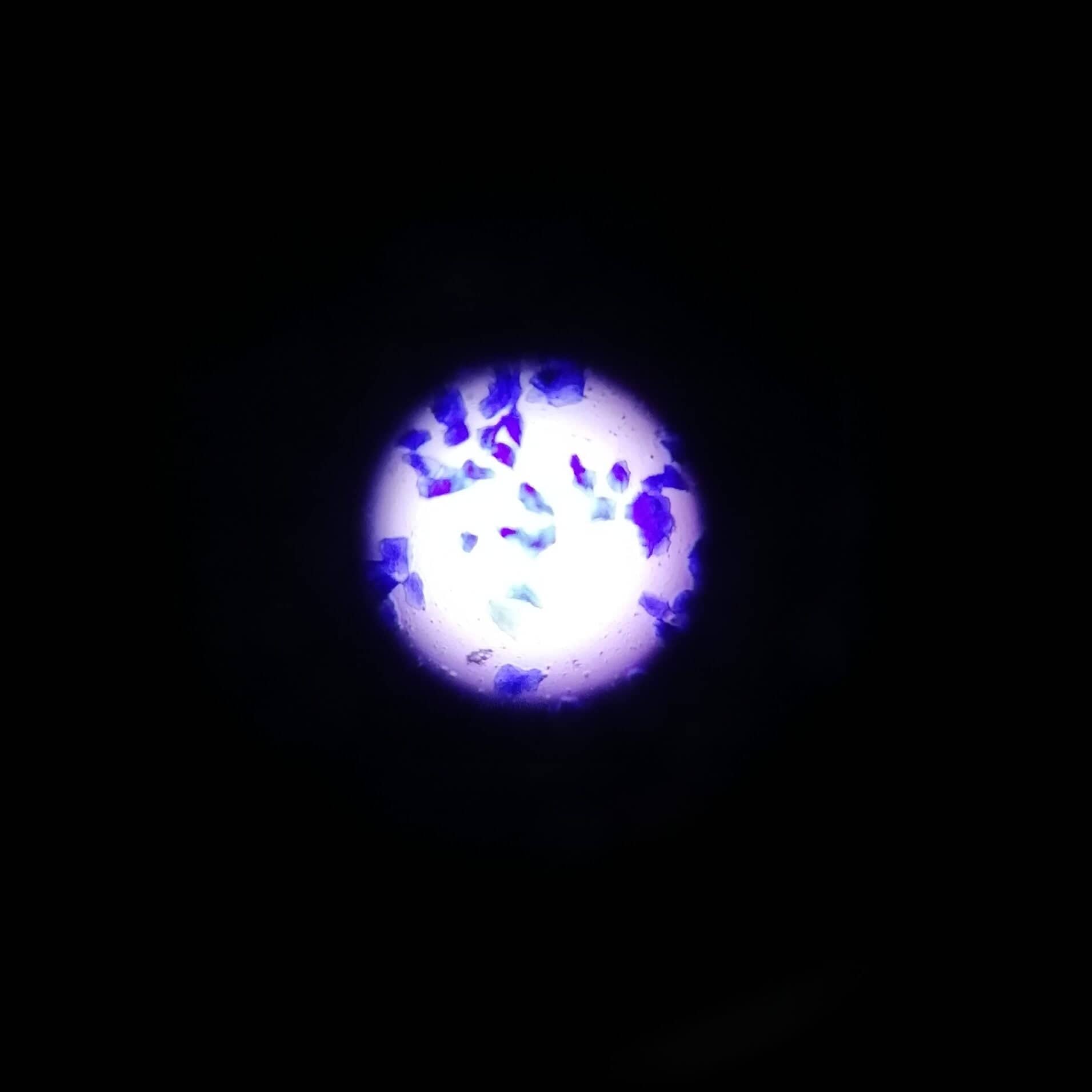 Squamous epithelial cells (from inner side of cheek) showing cytochemical
staining of total proteins (blue color) by mercuric bromophenol blue.