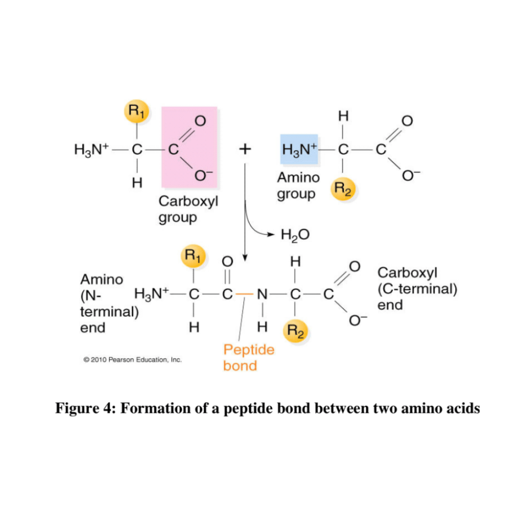 CYTOCHEMICAL DEMONSTRATION OF TOTAL PROTEINS BY MERCURIC BROMOPHENOL BLUE. Formation Of A peptide bond between two amino acids.