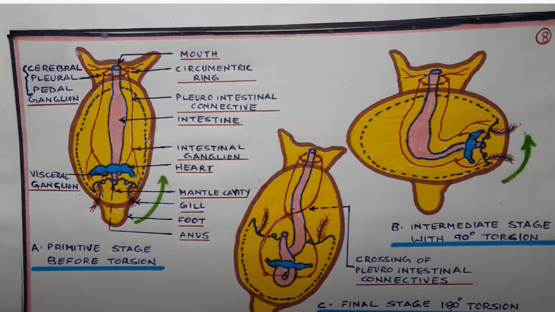 Torsion and Detorsion in Gastropods
