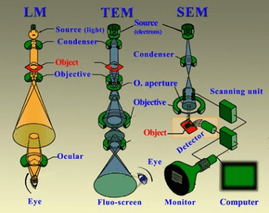 Figure: Comparison of Light Microscope, Transmission electron Microscope, and Scanning Electron Microscope
